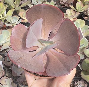 E. GIBB. MAUNA POTE 9