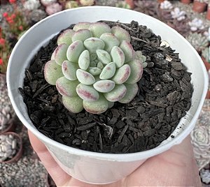 E. CUTE BEAN POTE 9