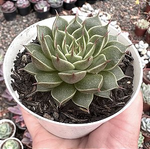 GRAP. LIONFISH POTE 9