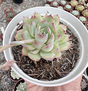 E. LÁBIOS ROSADOS POTE 9