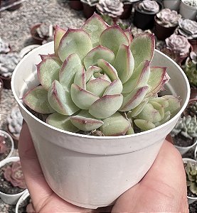 E. LÁBIOS ROSADOS POTE 9