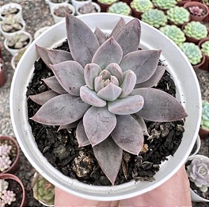 E. CRAIGIANA POTE 9