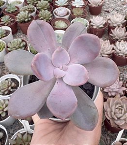 GRAP. MURASAKI POTE 9