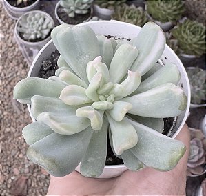 PACHY. ALBOCARINATA POTE 9