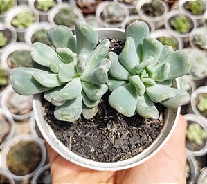 PACHY. ALBOCARINATA POTE 9
