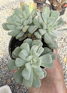 PACHY. ALBOCARINATA POTE 9