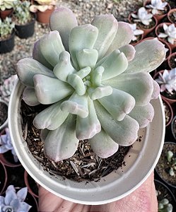 PACHY. ALBOCARINATA POTE 9