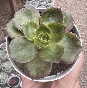 E. SALSA VERDE POTE 9