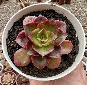 E. SALSA VERDE POTE 9