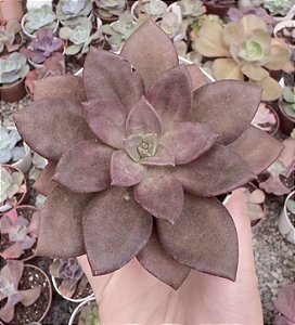 E. MORANI X XICHUENSIS POTE 9