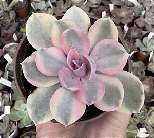 E. RAINBOW POTE 9