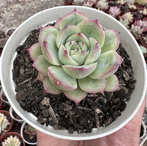 E. SILHOUETTE POTE 9