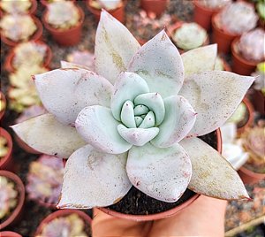 E. MEXICAN GIANT POTE 9