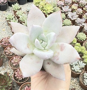 E. MEXICAN GIANT POTE 9