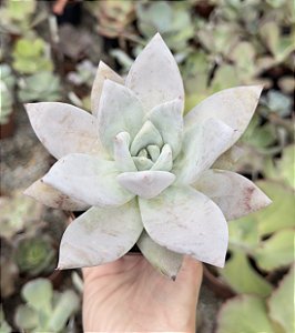 E. MEXICAN GIANT POTE 9