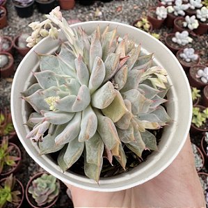 E. BETINA POTE 9