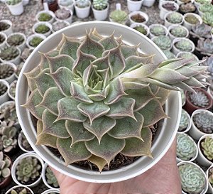 E. BIBIANA POTE 9