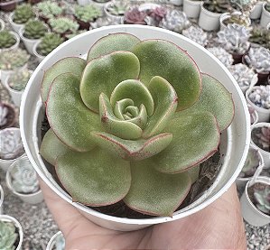 E. BUTTERFARBLE POTE 9