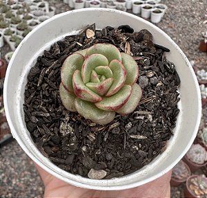 E. BUTTERFARBLE POTE 9