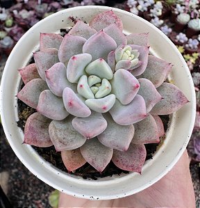 E. VIOLET MAGIC POTE 9