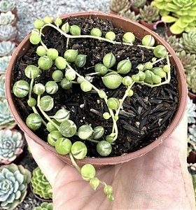 COLAR DE PÉROLAS VAR. POTE 9