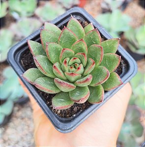 E. CHRISTMAS POTE 7