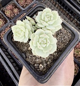E. DERENBERGII POTE 7