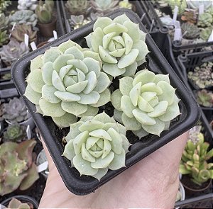 E. DERENBERGII POTE 7
