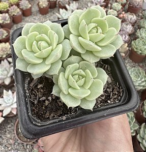 E. DERENBERGII POTE 7