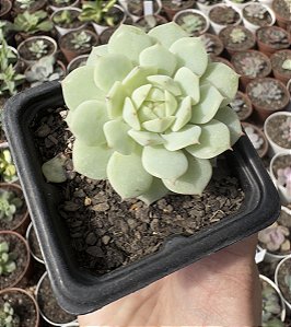 E. DERENBERGII POTE 7
