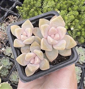 GRAP. VICTOR KANE POTE 7