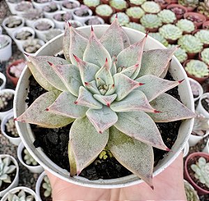 E. SUBALPINA  POTE 9
