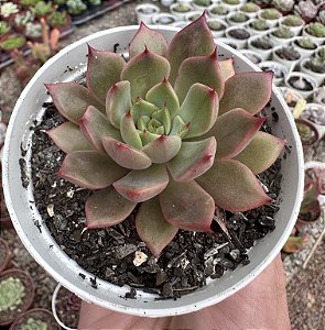 E. VERTIX RUBRAE POTE 9