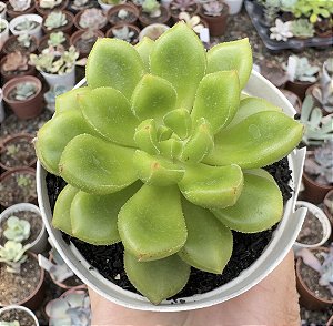 CREMNERIA CHUBBS POTE 9