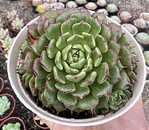 E. MINIMA CV. MINIOUHIKOU POTE 9