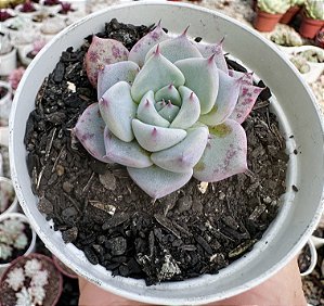 E. LAREGA POTE 9
