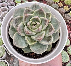 E. BUBBALOO POTE 9