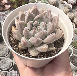 E. NIGHT CLOUD POTE 9