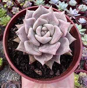 E. JULIANA POTE 9