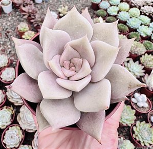 E. JULIANA POTE 9