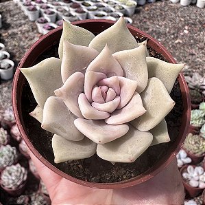 E. JULIANA POTE 9