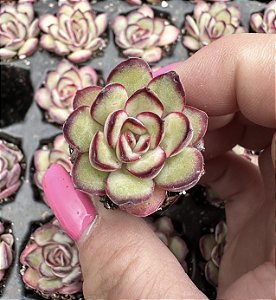 E. MEXICAN POLDENSIS  PLUG