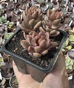 LENOP. CHOCOLATE AND STRAWBERRIES POTE 7