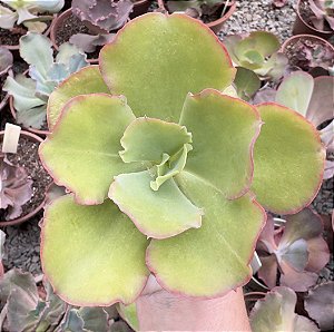 E. GIBB. BEACH WAVES POTE 9