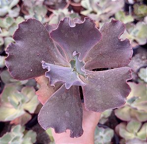 E. GIBB. ONE UP POTE 11