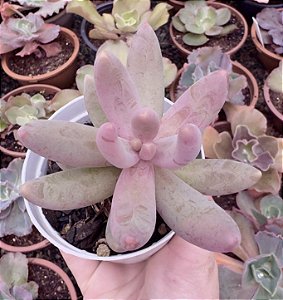 P. GANZHOU POTE 9