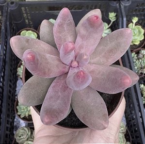 P. GANZHOU POTE 9