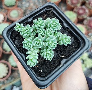 SED. DASYPHYLLUM MAJOR POTE 7