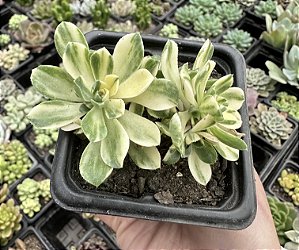 A. CASTELLO-PAIVAE POTE 7