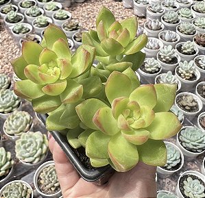 SED. GOLDEN GLOW POTE 7